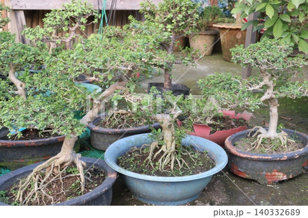 Ficus microcarpa tree plant on farm 140332689