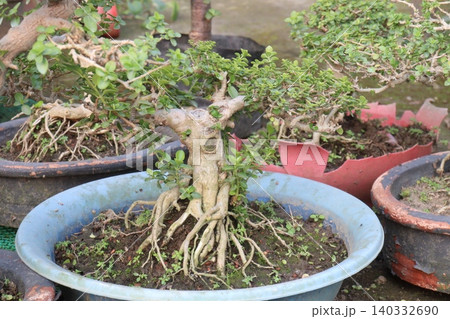 Ficus microcarpa tree plant on farm Ficus microcarpa tree plant on farm 140332690