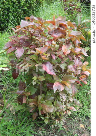 Acalypha wilkesiana plant on garden 140332738