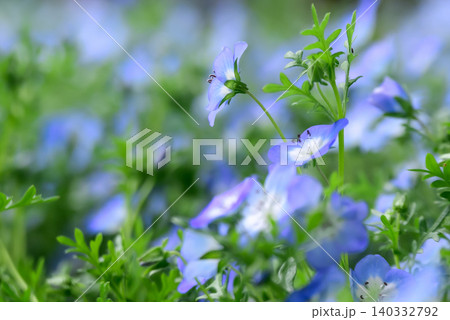 可憐なネモフィラの花 可憐なネモフィラの花 140332792