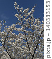 青空に映える満開の桜 140333153