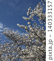 青空に映える桜 140333157