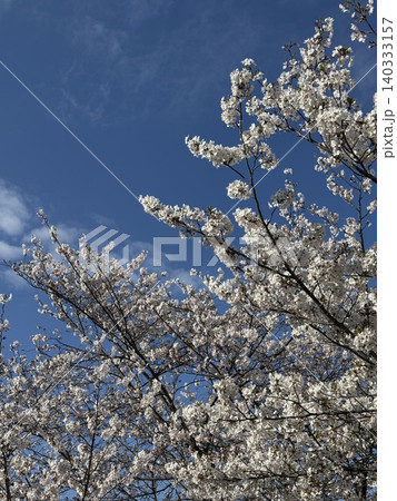 青空に映える桜 青空に映える桜 140333157