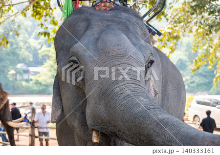 Cropped shot view of Asian elephant living in wildlife conservation area in Chiang Rai province of Thailand. Cropped shot view of Asian elephant living in wildlife conservation area in Chiang Rai province of Thailand. 140333161
