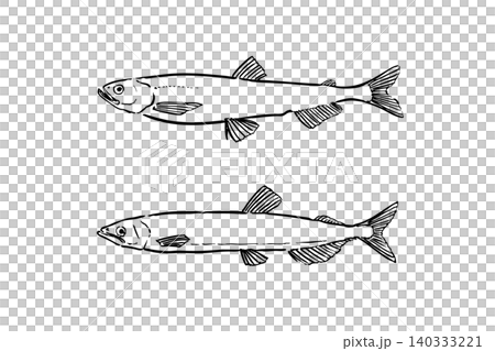 本ししゃもとカラフトシシャモの比較イラスト 本ししゃもとカラフトシシャモの比較イラスト 140333221