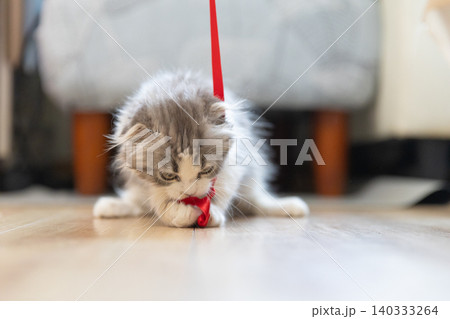 赤いリボンで遊ぶスコティッシュフォールドの子猫 赤いリボンで遊ぶスコティッシュフォールドの子猫 140333264