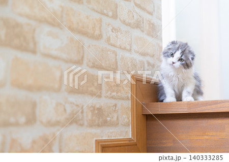階段にいるスコティッシュフォールドの子猫 階段にいるスコティッシュフォールドの子猫 140333285