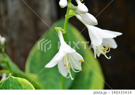 白い擬宝珠の花 白い擬宝珠の花 140333414