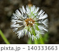 春に咲くタンポポの白い花 140333663
