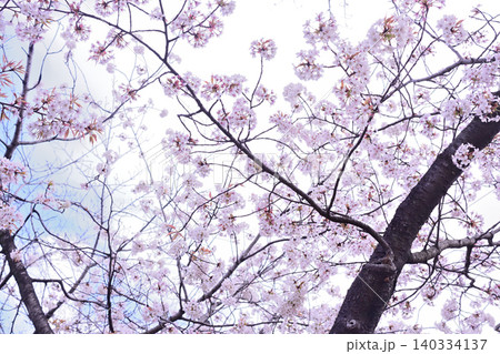 桜　春らんまん　春　お花見　 140334137