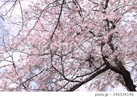 桜　春らんまん　春　お花見　 140334140