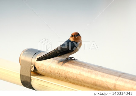 鳥 動物 動物学 140334343