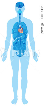 Human Body Silhouette with Highlighted Internal Organs Diagram Human Body Silhouette with Highlighted Internal Organs Diagram 140334459