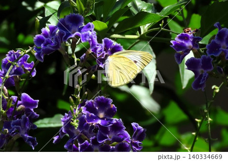 昆虫:モンシロチョウ :ジュランタの花:庭の花壇 昆虫:モンシロチョウ :ジュランタの花:庭の花壇 140334669
