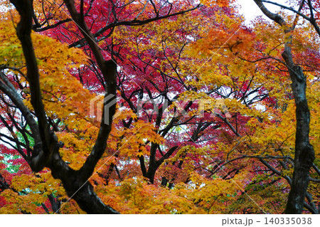 京都嵯峨野の寺院の楓の紅葉 京都嵯峨野の寺院の楓の紅葉 140335038