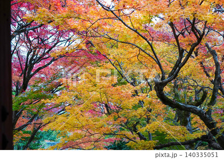 京都嵯峨野の寺院の楓の紅葉 京都嵯峨野の寺院の楓の紅葉 140335051