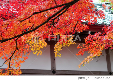 京都嵯峨野の寺院の楓の紅葉 京都嵯峨野の寺院の楓の紅葉 140335062