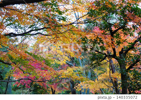 京都嵯峨野の寺院の楓の紅葉 京都嵯峨野の寺院の楓の紅葉 140335072