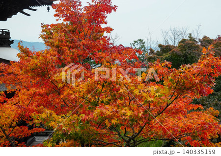 京都嵯峨野の寺院の楓の紅葉 京都嵯峨野の寺院の楓の紅葉 140335159