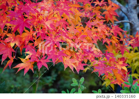 京都嵯峨野の寺院の楓の紅葉 140335160