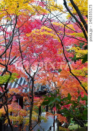 京都嵯峨野の寺院の楓の紅葉 140335175