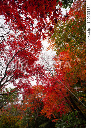 京都嵯峨野の寺院の楓の紅葉 京都嵯峨野の寺院の楓の紅葉 140335184