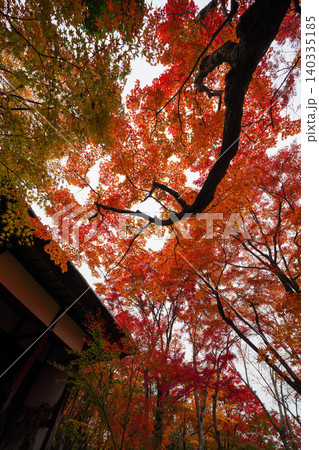 京都嵯峨野の寺院の楓の紅葉 京都嵯峨野の寺院の楓の紅葉 140335185