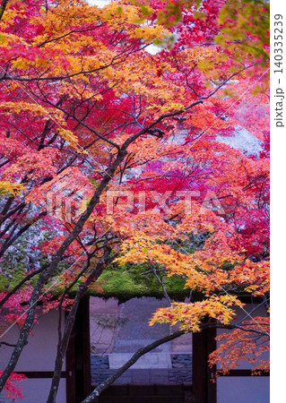 京都嵯峨野の寺院の楓の紅葉 京都嵯峨野の寺院の楓の紅葉 140335239