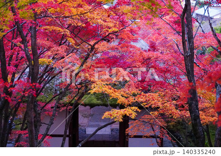京都嵯峨野の寺院の楓の紅葉 140335240