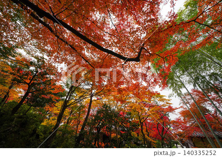 京都嵯峨野の寺院の楓の紅葉 京都嵯峨野の寺院の楓の紅葉 140335252