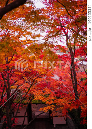 京都嵯峨野の寺院の楓の紅葉 京都嵯峨野の寺院の楓の紅葉 140335334
