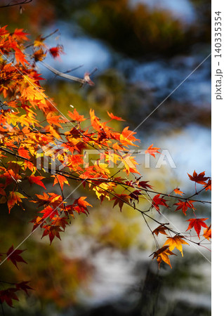 京都嵯峨野の寺院の楓の紅葉 京都嵯峨野の寺院の楓の紅葉 140335354