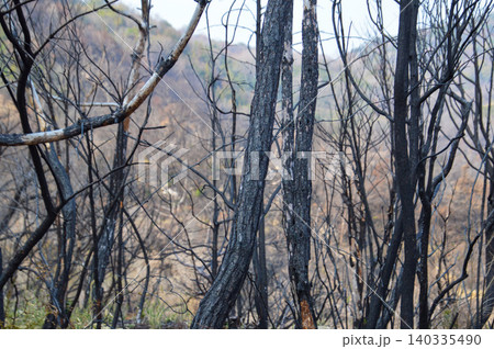 山火事のあと〜岡山市南区の炭化した木 山火事のあと〜岡山市南区の炭化した木 140335490