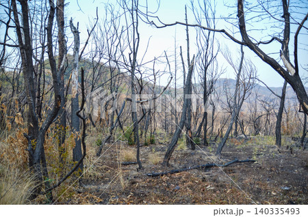 山火事のあと〜岡山市南区の炭化した木 山火事のあと〜岡山市南区の炭化した木 140335493