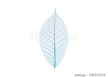 A skeleton leaf shows intricate vein patterns, isolated, PNG A skeleton leaf shows intricate vein patterns, isolated, PNG 140335544
