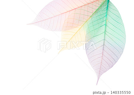 Three skeleton leaves show fine details and colors, isolated, PNG Three skeleton leaves show fine details and colors, isolated, PNG 140335550