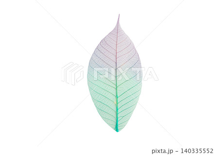 Intricate patterns on a skeleton leaf, isolated, PNG 140335552