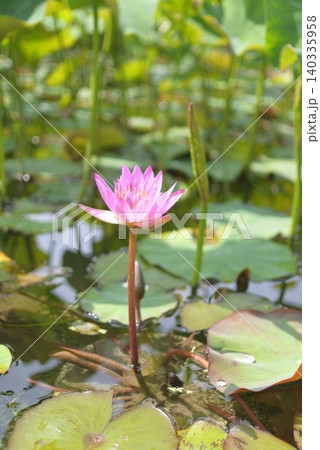 初夏の池に凛と佇む一輪の睡蓮と水滴のついた葉 初夏の池に凛と佇む一輪の睡蓮と水滴のついた葉 140335958