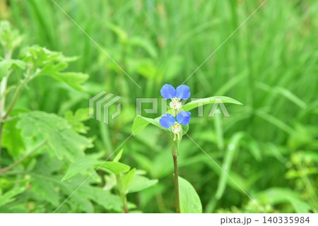 ツユクサの花 140335984