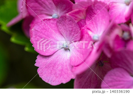 鮮やかなピンク色のアジサイの花 鮮やかなピンク色のアジサイの花 140336190