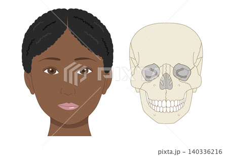 正面から見た黒人女性の顔と頭蓋骨の比較イラスト(医療、解剖学資料) 正面から見た黒人女性の顔と頭蓋骨の比較イラスト(医療、解剖学資料) 140336216