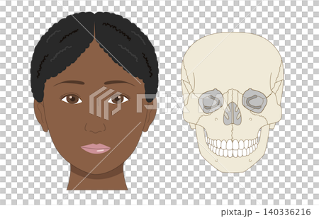正面から見た黒人女性の顔と頭蓋骨の比較イラスト(医療、解剖学資料) 正面から見た黒人女性の顔と頭蓋骨の比較イラスト(医療、解剖学資料) 140336216