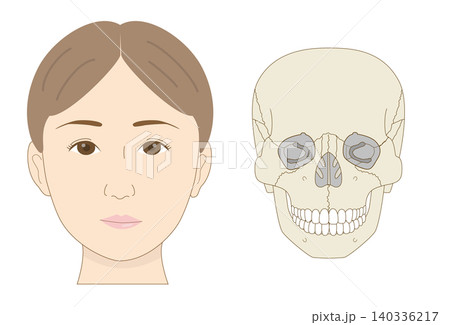 正面から見たアジア人女性の顔と頭蓋骨の比較イラスト(医療、解剖学資料) 正面から見たアジア人女性の顔と頭蓋骨の比較イラスト(医療、解剖学資料) 140336217