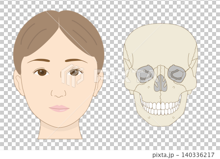 正面から見たアジア人女性の顔と頭蓋骨の比較イラスト(医療、解剖学資料) 正面から見たアジア人女性の顔と頭蓋骨の比較イラスト(医療、解剖学資料) 140336217
