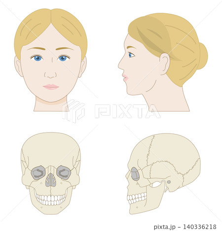 正面と横から見た白人女性の顔と頭蓋骨の比較イラスト(医療、解剖学資料) 正面と横から見た白人女性の顔と頭蓋骨の比較イラスト(医療、解剖学資料) 140336218