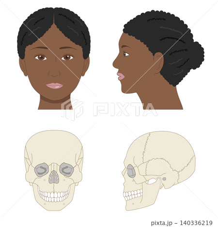 正面と横から見た黒人女性の顔と頭蓋骨の比較イラスト(医療、解剖学資料) 正面と横から見た黒人女性の顔と頭蓋骨の比較イラスト(医療、解剖学資料) 140336219
