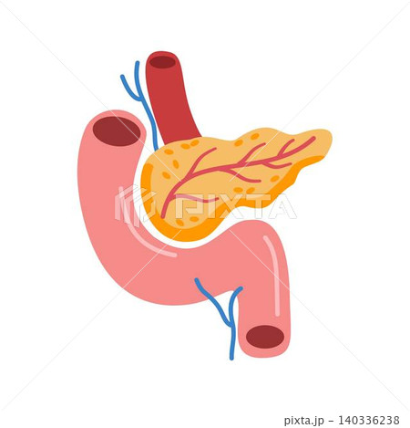 human pancreas anatomy, organ 140336238