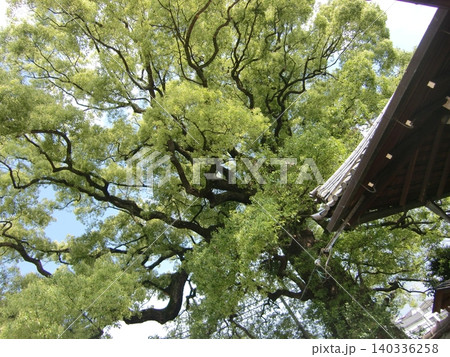 新熊野神社 新熊野神社 140336258