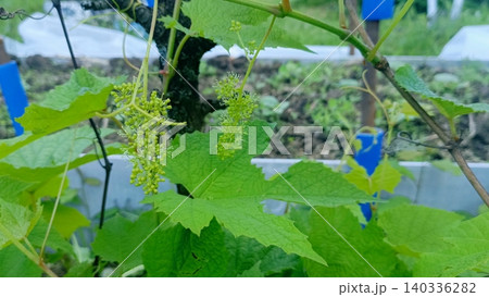 Grapevine Flowers and Young Green Leaves - Vineyard Grape Blossoms Close-up 140336282