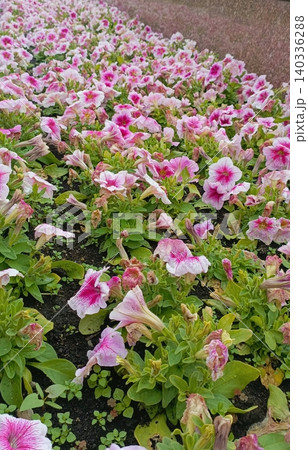 Pink and White Petunia Flowers Blooming and Wilting in Garden Soil 140336288